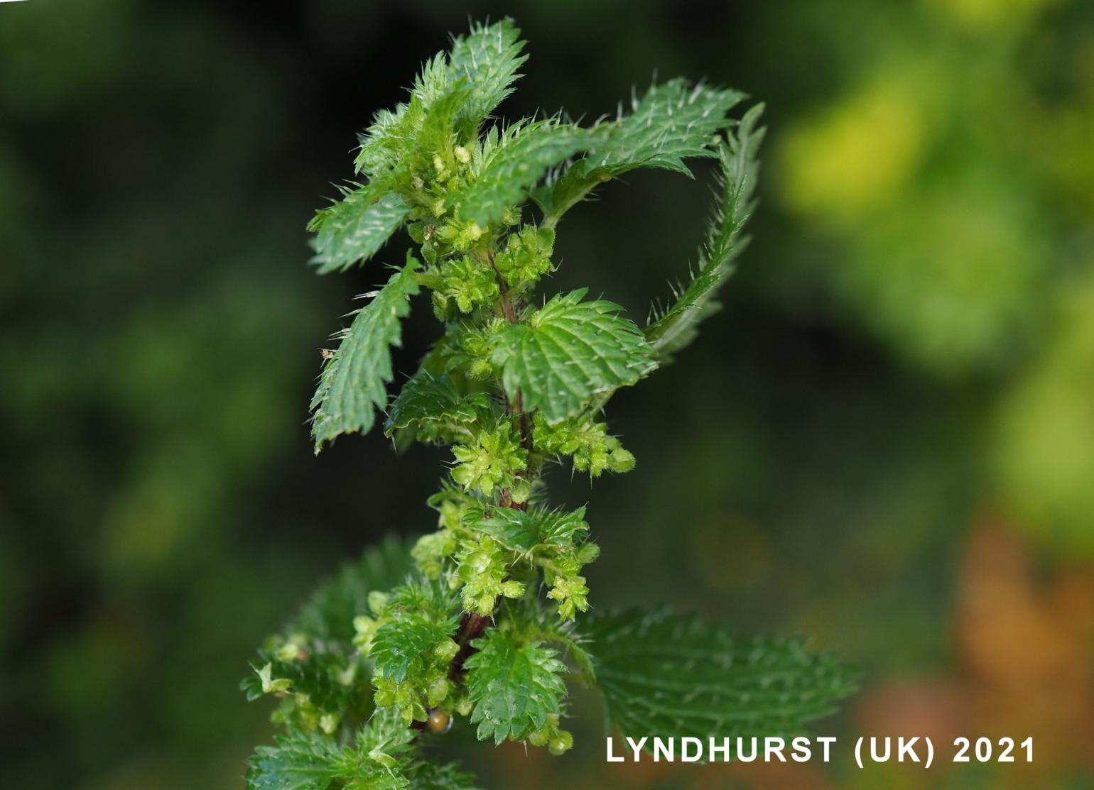 Nettle, Small